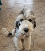Diva, very focused, pls text me!!much info in profile!!, a female Old English Sheepdog and Sheepadoodle for sale in Apple Valley, CA – 8 of 10