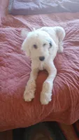 Angel low shed, sweet family dog,purebred parents, pls text my phone!, a female Old English Sheepdog and Poodle - Standard  for sale in Apple Valley, CA – 9 of 10