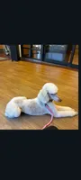 Hallie, pls read my ad! Purebred parents calm,sweet,TEXT my phone pls!, a female Old English Sheepdog and Sheepadoodle for sale in Apple Valley, CA – 7 of 10