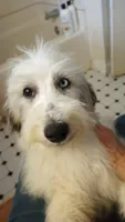 Hallie, pls read my ad! Purebred parents calm,sweet,TEXT my phone pls!, a female Old English Sheepdog and Poodle - Standard  for sale in Apple Valley, CA – 9 of 10