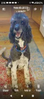 Aspen Blue , a female Poodle - Multi-Colored Standard and Poodle - Standard  for sale in Apple Valley, CA – 8 of 9