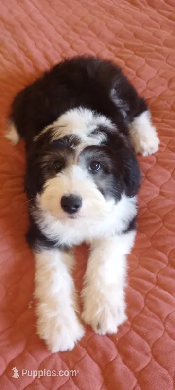 Essie,training well, sweetest,health guarantee,text phone pls!  – Old English Sheepdog, Sheepadoodle puppy for sale in Apple Valley, CA