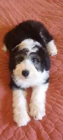 Essie,training well, sweetest,health guarantee,text phone pls! , a female Old English Sheepdog and Poodle - Multi-Colored Standard for sale in Apple Valley, CA – 3 of 9
