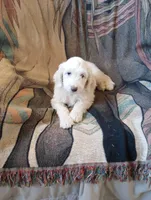 Oakley,sweet guy,Low shed,cream parti,pls text my phone only!!, a male Old English Sheepdog and Sheepadoodle for sale in Apple Valley, CA – 2 of 9