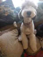 Stormy, trained, wavy, low shed,loves everyone, health guarantee , a female Old English Sheepdog and Sheepadoodle for sale in Apple Valley, CA – 2 of 10