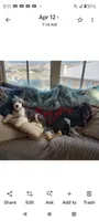 Stormy, a female Sheepadoodle for sale in Apple Valley, CA – 3 of 6