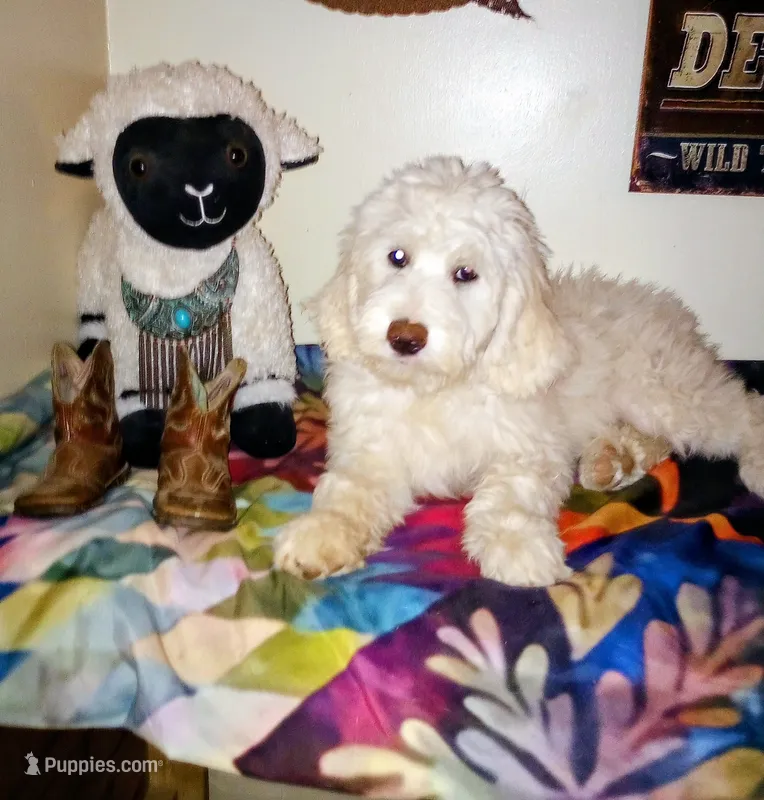 Oakley,a real teddy bear!pls text only,pls read profile! – Old English Sheepdog, Sheepadoodle puppy for sale in Apple Valley, CA