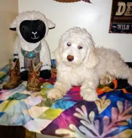 Oakley,a real teddy bear!on leash!pls text only,pls read profile!, a male Old English Sheepdog and Sheepadoodle for sale in Apple Valley, CA – 1 of 7