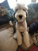 Stormy, trained, wavy, low shed,  , a female Old English Sheepdog and Sheepadoodle for sale in Apple Valley, CA – 10 of 10