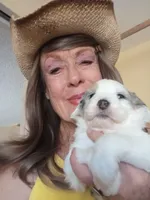 Hallelujah,blue eye, low shed, stunning colors, a female Old English Sheepdog and Sheepadoodle for sale in Apple Valley, CA – 3 of 10