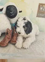 Rockstar,very brave,,low shed,pls text my phone only!, a male Old English Sheepdog and Sheepadoodle for sale in Apple Valley, CA – 2 of 10