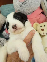 Tricolor, standard, OES, a male Sheepadoodle and Poodle - Standard  for sale in Apple Valley, CA – Photo 3 of 10
