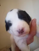 Top Hat, standard, OES, a male Sheepadoodle for sale in Apple Valley, CA – Photo 4 of 10