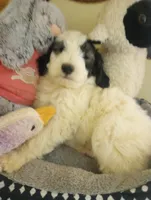 Rockstar,tri, service dog,low shed,pls text my phone only!, a male Old English Sheepdog and Sheepadoodle for sale in Apple Valley, CA – Photo 4 of 10