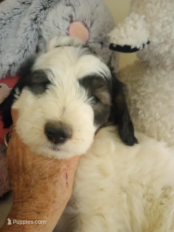 Rockstar,tricolor,,low shed,pls text my phone only! – Old English Sheepdog, Sheepadoodle puppy for sale in Apple Valley, CA