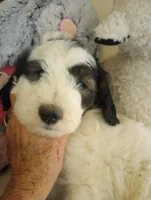 Rockstar,tricolor,service dog,low shed,pls text my phone only!, a male Old English Sheepdog and Sheepadoodle for sale in Apple Valley, CA – Photo 10 of 10