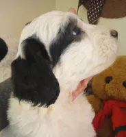 Romeo,tri, super calm, service dog, pls text only!, a male Old English Sheepdog and Sheepadoodle for sale in Apple Valley, CA – Photo 2 of 10