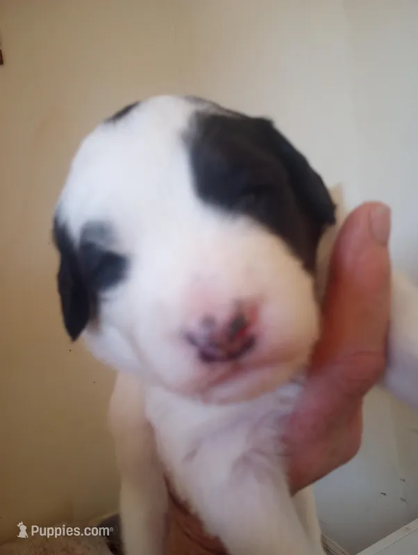 Top Hat, standard, OES – Sheepadoodle, Poodle - Standard  puppy for sale in Apple Valley, CA