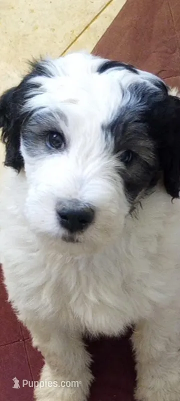 Rockstar,tricolor,,low shed,pls text my phone only! – Old English Sheepdog, Sheepadoodle puppy for sale in Apple Valley, CA