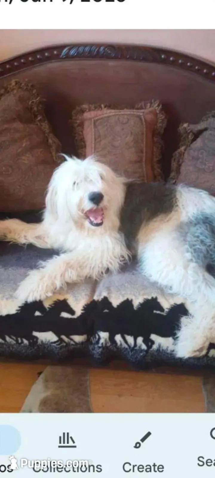 Top Hat, standard, OES, a male Sheepadoodle for sale in Apple Valley, CA – Photo 6 of 10