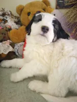Romeo,tri, super calm, service dog, pls text only!, a male Old English Sheepdog and Sheepadoodle for sale in Apple Valley, CA – Photo 3 of 10