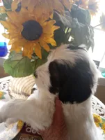 Romeo,tri, big and brave, good for service,pls text only!, a male Old English Sheepdog and Sheepadoodle for sale in Apple Valley, CA – Photo 4 of 10