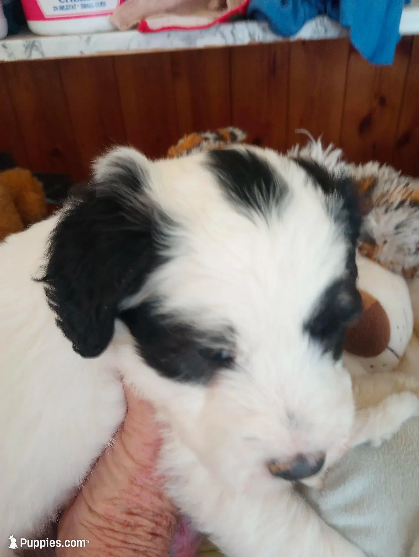 Romeo,tri, Mr.personality, a male Old English Sheepdog and Sheepadoodle for sale in Apple Valley, CA – Photo 4 of 10