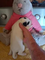 Top Hat, a male Sheepadoodle for sale in Apple Valley, CA – Photo 3 of 9