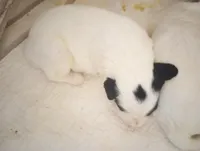 Top Hat, a male Sheepadoodle for sale in Apple Valley, CA – Photo 9 of 9