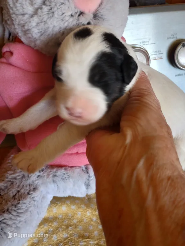 Top Hat – Sheepadoodle puppy for sale in Apple Valley, CA