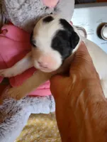 Top Hat, a male Sheepadoodle for sale in Apple Valley, CA – Photo 1 of 9