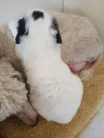 Romeo,tri, Mr.personality, a male Old English Sheepdog and Sheepadoodle for sale in Apple Valley, CA – Photo 5 of 10