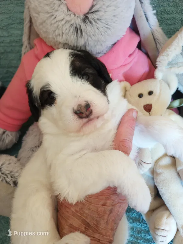 Tricolor, standard, OES – Sheepadoodle, Poodle - Standard  puppy for sale in Apple Valley, CA