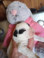 Top Hat, a male Sheepadoodle for sale in Apple Valley, CA – Photo 2 of 9