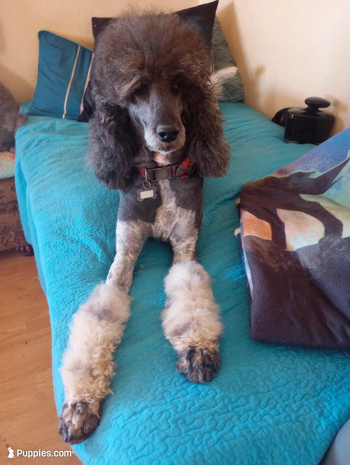 Top Hat, standard, OES, a male Sheepadoodle for sale in Apple Valley, CA – Photo 7 of 10