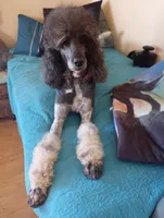 Top Hat, a male Sheepadoodle for sale in Apple Valley, CA – Photo 8 of 9