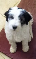 Rockstar,very brave,,low shed,pls text my phone only!, a male Old English Sheepdog and Sheepadoodle for sale in Apple Valley, CA – 5 of 10
