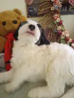 Romeo,tri, super calm, service dog, pls text only!, a male Old English Sheepdog and Sheepadoodle for sale in Apple Valley, CA – Photo 5 of 10