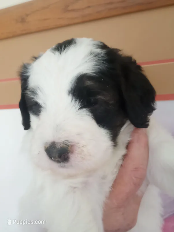 Romeo,tri, big and brave, good for service,pls text only! – Old English Sheepdog, Sheepadoodle puppy for sale in Apple Valley, CA