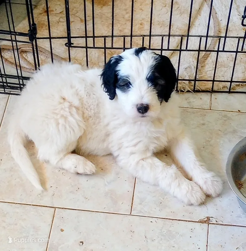 Romeo,tri, super calm, service dog, pls text only! – Old English Sheepdog, Sheepadoodle puppy for sale in Apple Valley, CA