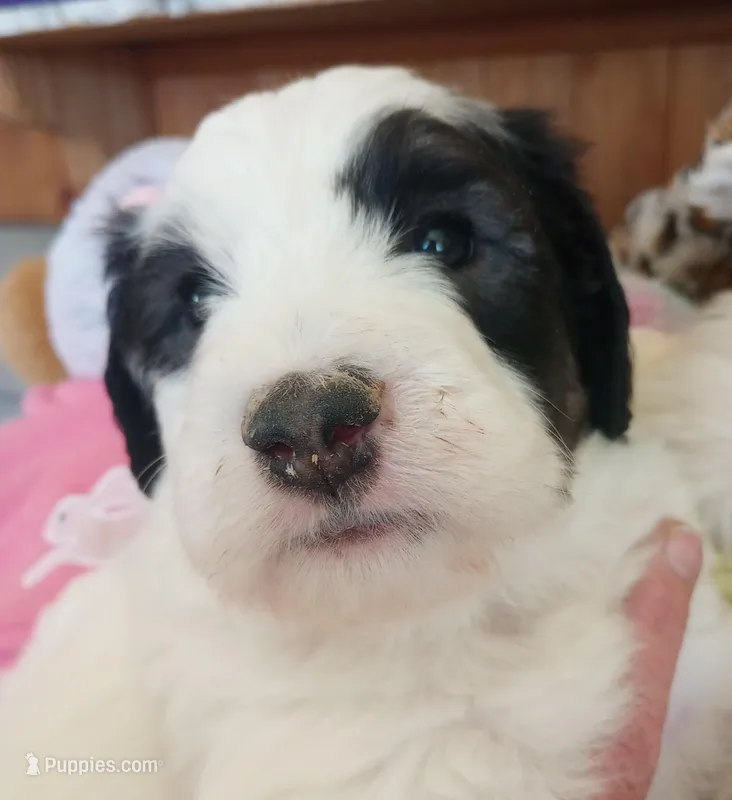 Romeo,tri, Mr.personality – Old English Sheepdog, Sheepadoodle puppy for sale in Apple Valley, CA