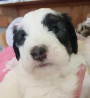 Romeo,tri, Mr.personality, a male Old English Sheepdog and Sheepadoodle for sale in Apple Valley, CA – Photo 3 of 10