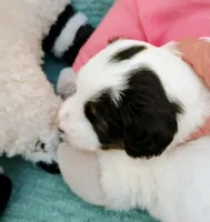 Tricolor, standard, OES, a male Sheepadoodle and Poodle - Standard  for sale in Apple Valley, CA – Photo 4 of 10