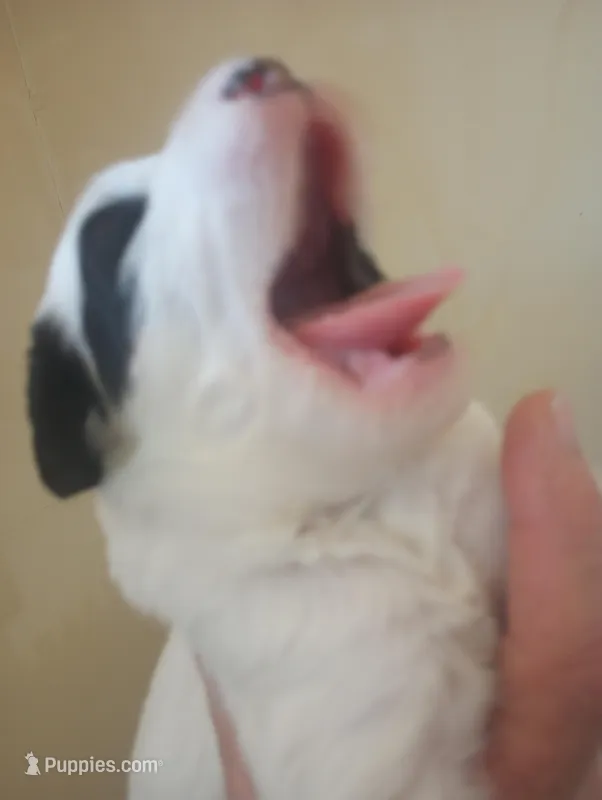 Top Hat, standard, OES – Sheepadoodle puppy for sale in Apple Valley, CA