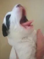 Top Hat, standard, OES, a male Sheepadoodle for sale in Apple Valley, CA – Photo 1 of 10