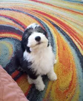 Essie,training well, sweetest,health guarantee,text phone pls! , a female Old English Sheepdog and Poodle - Multi-Colored Standard for sale in Apple Valley, CA – 2 of 9
