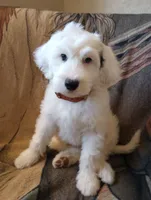 Angels Kiss,merle,low shed,pls text  my phone only!, a female Old English Sheepdog and Sheepadoodle for sale in Apple Valley, CA – 5 of 10