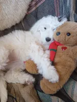 Diva,blue eye, total love bug,on leash, pls text phone only!, a female Old English Sheepdog and Sheepadoodle for sale in Apple Valley, CA – 5 of 10