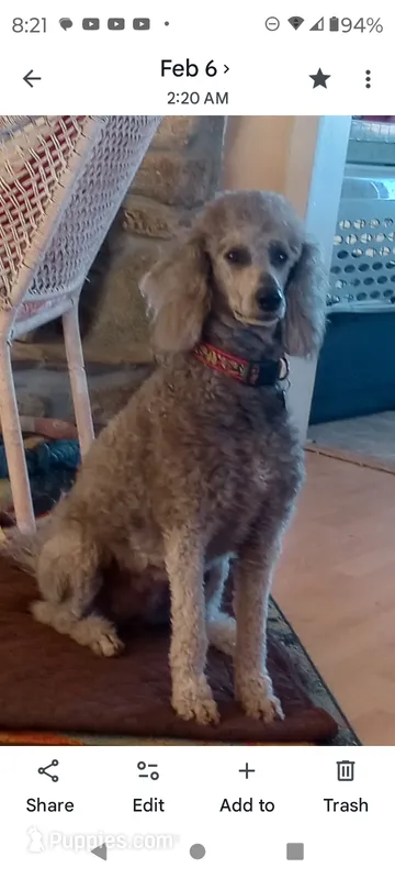 AkcTucson,pls text my phone! Much Info in profile – Poodle - Standard  puppy for sale in Apple Valley, CA