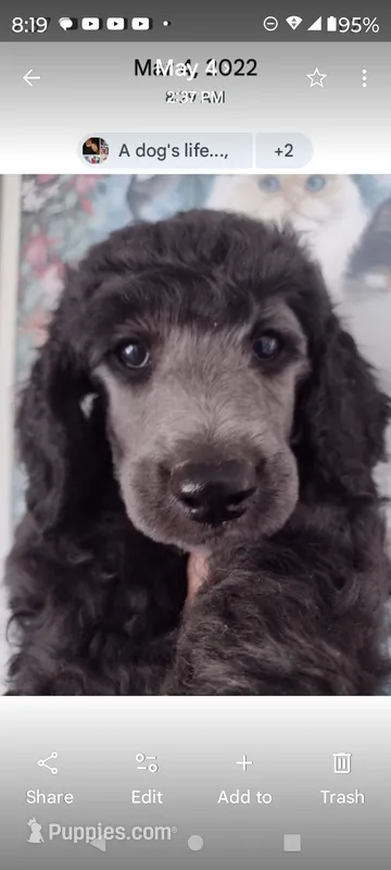 AKC Tucson Silver!! 35 pounds, pls TEXT my phone! Much Info in profile – Poodle - Standard  puppy for sale in Apple Valley, CA